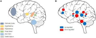 The effects of acupuncture on sleep disorders and its underlying mechanism: a literature review of rodent studies